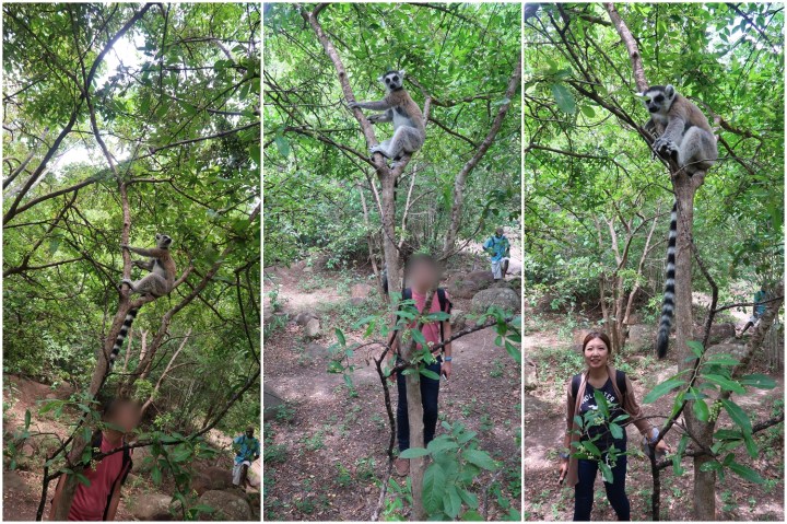IMG_5913-lemur-collage